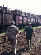 Семенченко разом з активістами УНСО виявили незаконну вирубку лісу в Житомирській області